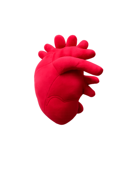 Anatomical Heart Plush – 30cm Soft Realistic Heart Pillow