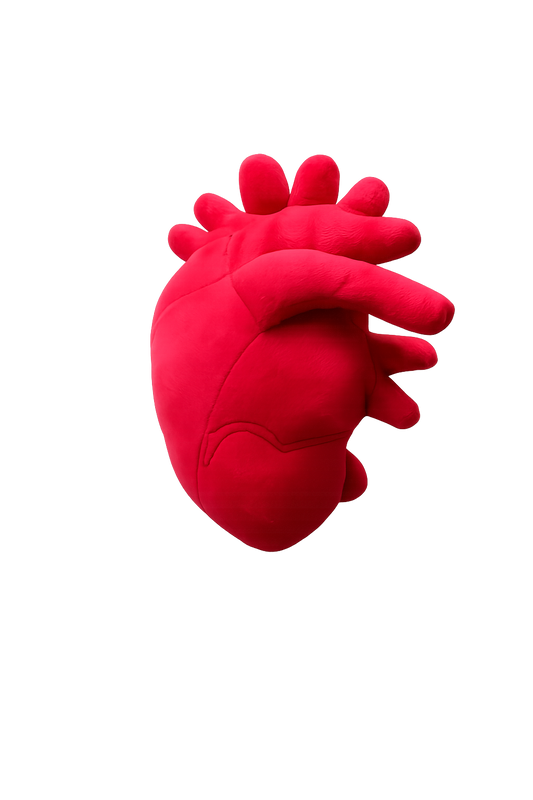 Anatomical Heart Plush – 30cm Soft Realistic Heart Pillow