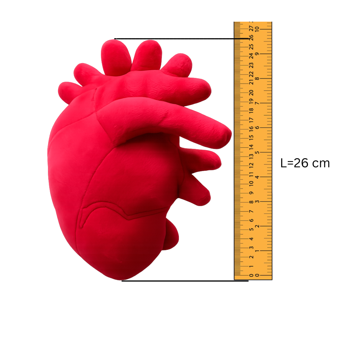 Anatomical Heart Plush – 30cm Soft Realistic Heart Pillow